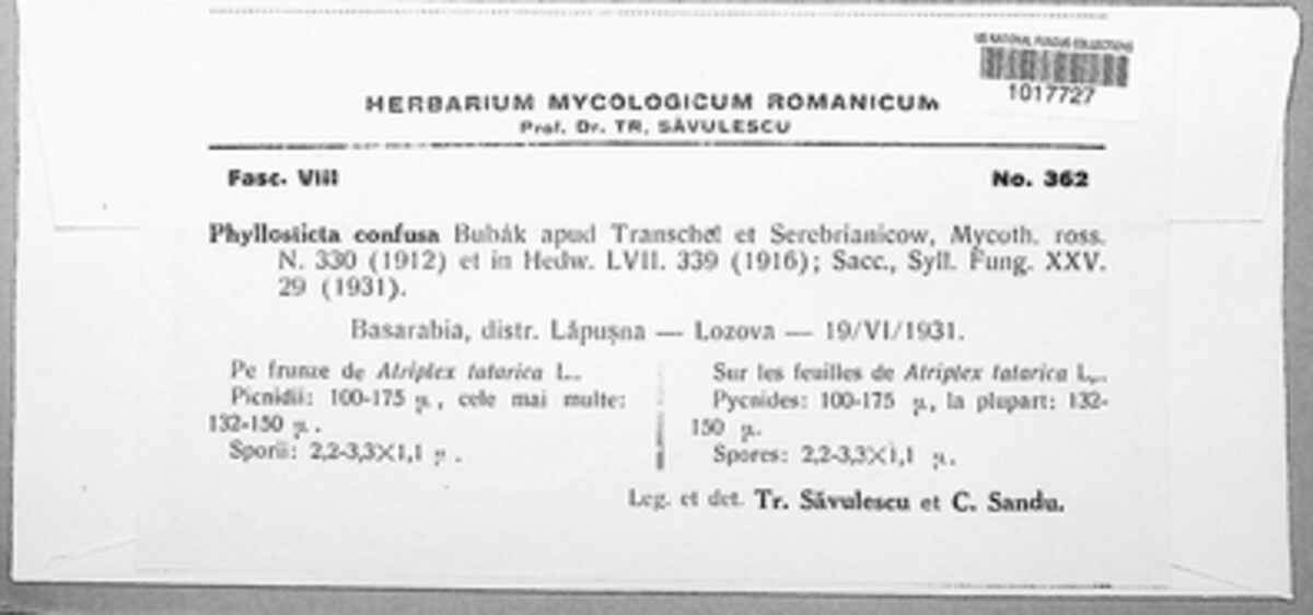 Asteromella confusa image